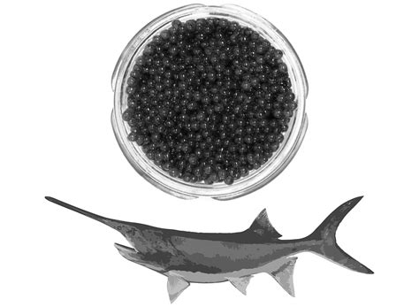 American Paddlefish - Polydon Spathula - History, Characteristics and ...