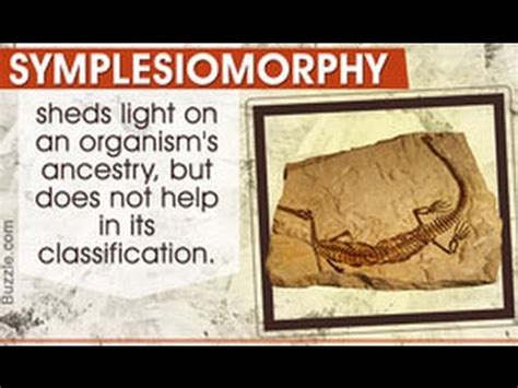 Explanation of Symplesiomorphy in Biology - YouTube