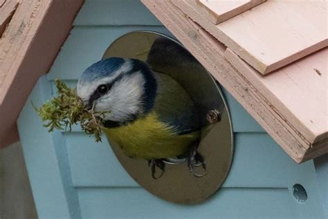 Bird Feeder Placement: What You Need To Know - Bird Informer