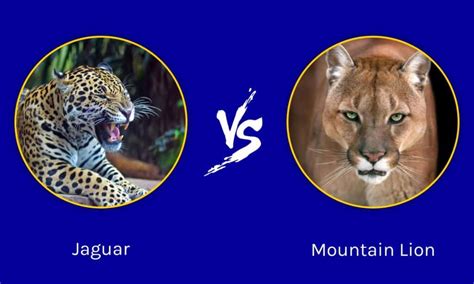 Jaguar vs Mountain Lion: Who Would Win in a Fight? - IMP WORLD