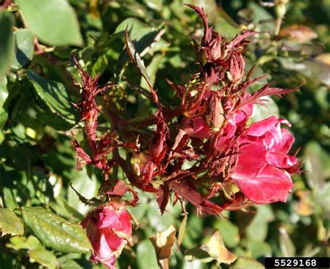 Rose Rosette Disease: Diagnosis and Treatment - Homestead Gardens, Inc.