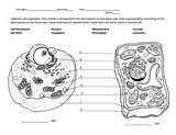 Eukaryotic Cells Coloring Activity  Color Activities Plant And Animal sketch template