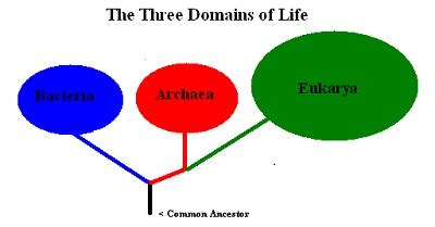 Domain Archaea Characteristics