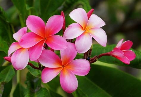 6 Iconic Tropical Flowers That Will Make You Think of Hawaii - Hawaii ...