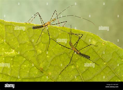 Assassin Bug (Reduviidae) pair, Suriname Stock Photo - Alamy