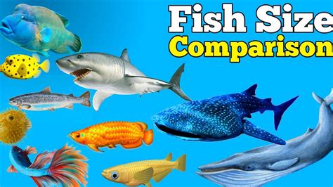 Fish Size Comparison / Datacamparisonwork - YouTube