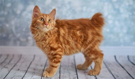 American Bobtail Breed Facts and Information | PetCoach