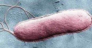 Bacterial Flagella - Arrangement of Flagella -How Flagellum works? ~ Biology Exams 4 U