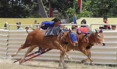 Serunya Menonton Karapan Sapi Piala Panglima TNI: Paduan Tradisi, Adrenalin, dan Hiburan yang ...