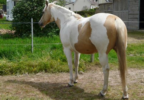 VENDUE Jument Paint Horse palomino tobiano