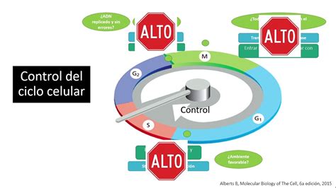 Control del ciclo Celular, mejor explicado. Dr. Mario Castro. - YouTube