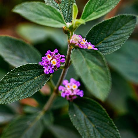 Melissa officinalis - a photo on Flickriver