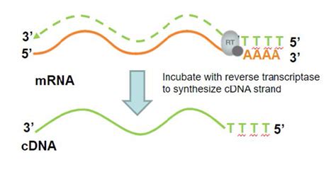 Reverse Transcription (RT) | Bio-Rad