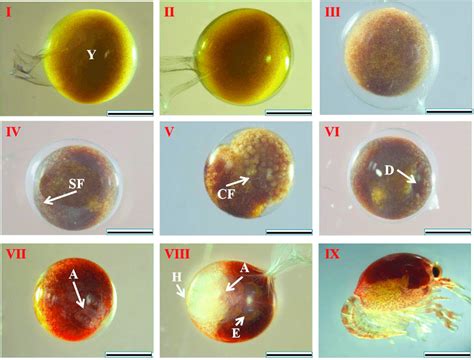 Morphological characteristics of Procambarus clarkii embryos in nine ...