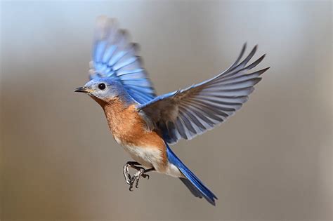 Eastern Bluebird - Courtship | My advice to bird photographe… | Flickr