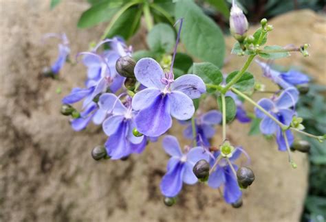 Clerodendrum ugandense (Blue Butterfly Bush) - Everblooming Houseplants