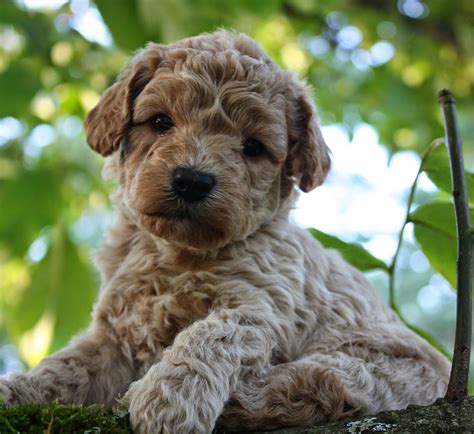 Rules of the Jungle: Labradoodle puppies