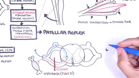 Examples Of Polysynaptic Reflex