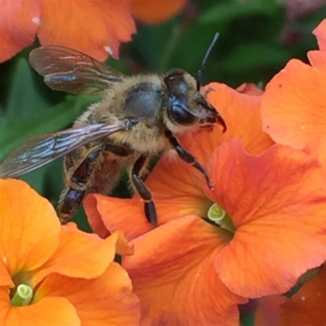 Erysimum 'Apricot Twist' syn. Erysimum 'Apricot Delight', Wallflower ...