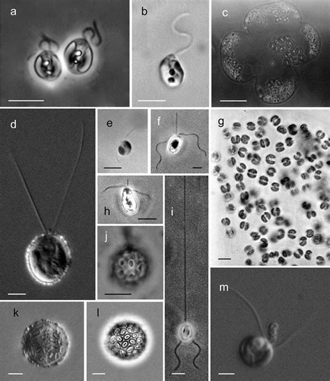 Light micrographs of representatives of the Haptophyta. (a, b ...