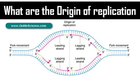 Plasmid Dna Replication