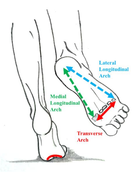 Walking barefoot with high arch police foot, pain in the soles, Any advice ? : r/barefoot