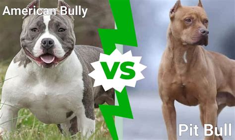 Pitbull Dog Vs Bulldog Fight