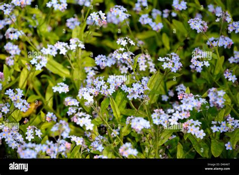 Myosotis flower Stock Photo - Alamy