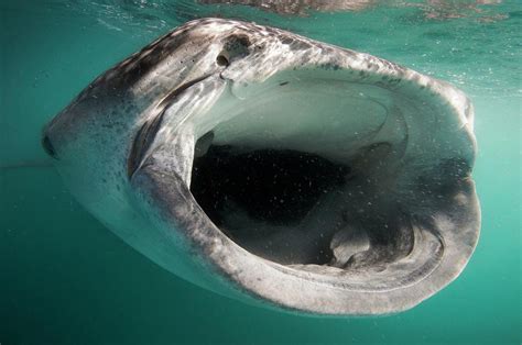 Whale Shark Feeding Photograph by Christopher Swann - Pixels