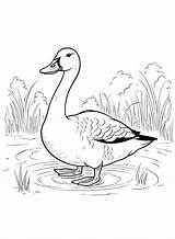 Goose Coloring Pages  Free Printable PDF JPG PNG & Online sketch template