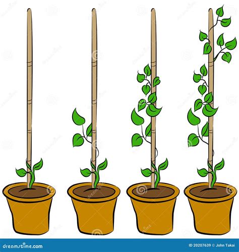 Growing A Plant In The Pot Guide. Vector Illustration | CartoonDealer ...