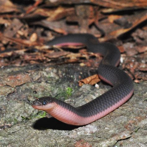 Eastern Worm Snake - Carphophis amoenus amoenus | Scott Bolick | Flickr