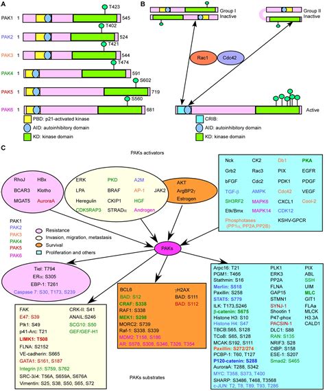 Frontiers | The Role of p21-Activated Kinases in Cancer and Beyond ...