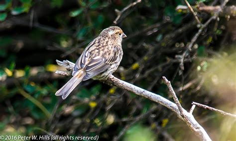 Twite (Carduelis flavirostris) - China - World Bird Photos