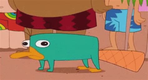 Perry Perrytheplatypus GIF - Perry Perrytheplatypus Platypus - Discover & Share GIFs