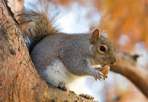 Lifespan of a Squirrel on Average (For Grey, Fox, Red & Brown) | Dogs, Cats, Pets