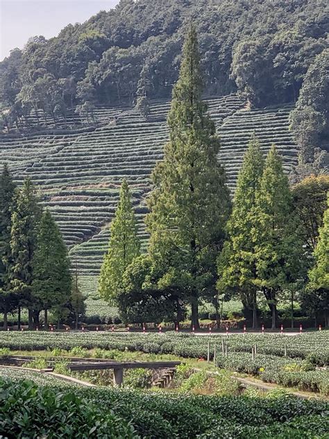 China tea plantation Photograph by Robert Clark