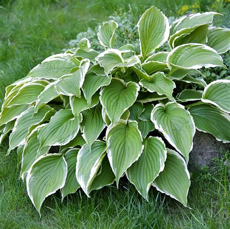 Hosta Francee – Easy To Grow Bulbs