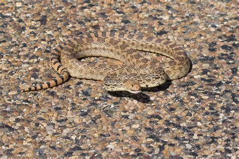 Bullsnake (Pituophis catinefer sayi)