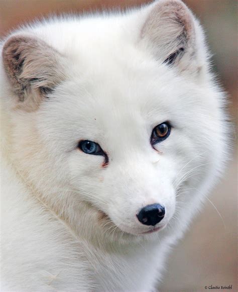 Arctic Fox Eye Color images