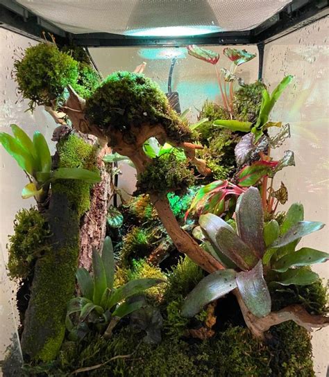 Bioactive Tree Frog Setup | Tree frog terrarium, Tree frogs, Frog terrarium