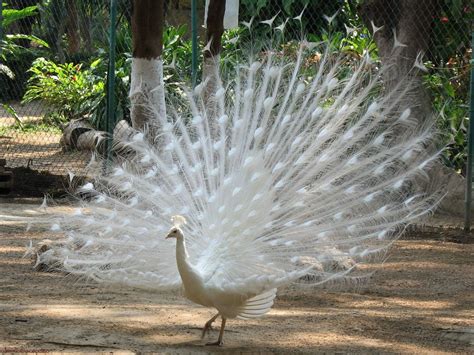 White Peacock Wallpapers - Wallpaper Cave