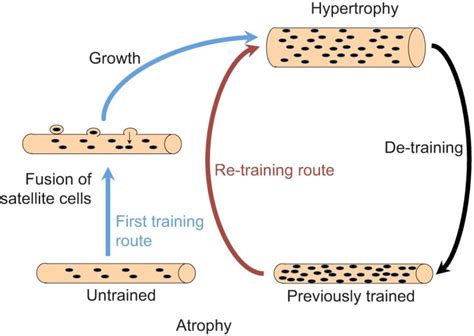 What Is Muscle Hypertrophy And Why It’s Important For You To Know ...