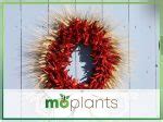 Free Sustainable Christmas Decorations From Your Garden - Mo Plants