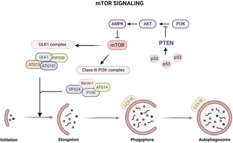 Signaling pathways regulating autophagy. mTOR signaling is involved in... | Download Scientific ...