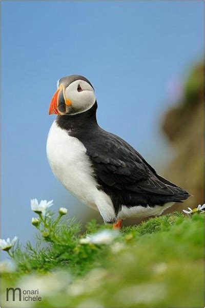 arctic puffin | Tumblr