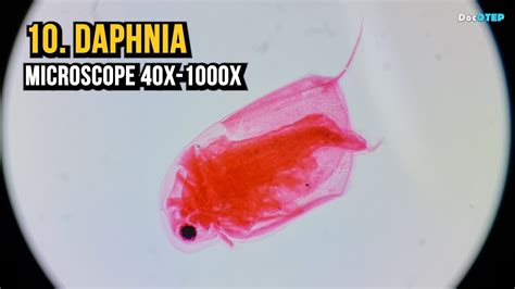 Daphnia Under Microscope 40x