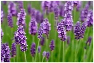 Bunga Lavender dan Berbagai Manfaat serta Pemanfaatannya:Blog Bunga