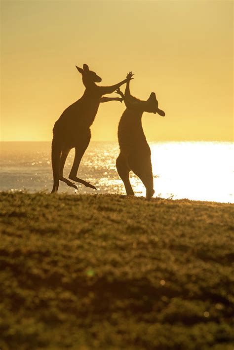 Eastern Grey Kangaroos 5275 Photograph by Stephen Reid - Fine Art America