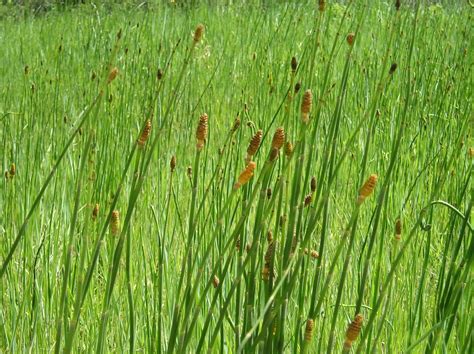 Medicinal Benefits of the Horsetail Herb: photos of horsetail I have harvested